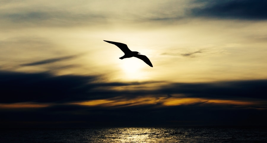 renew hope, redetermine