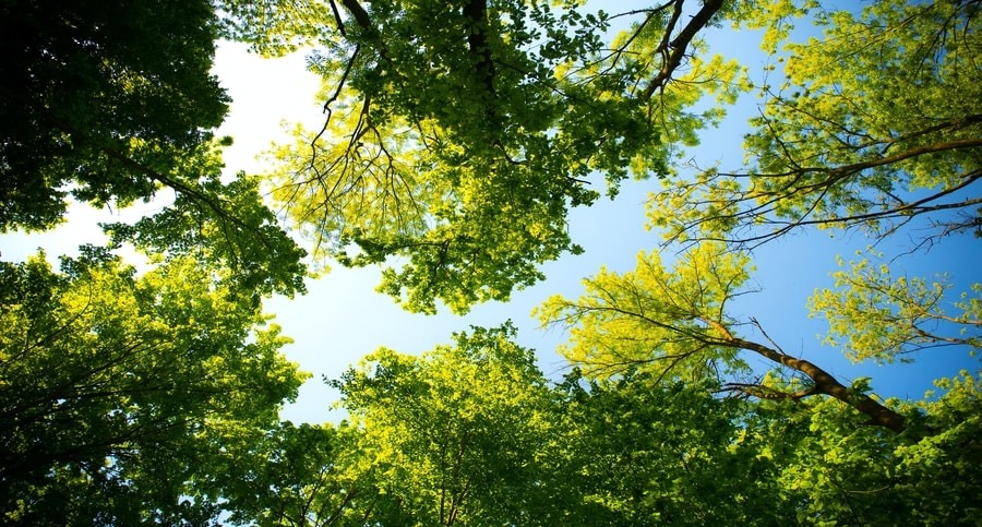 Reforestation