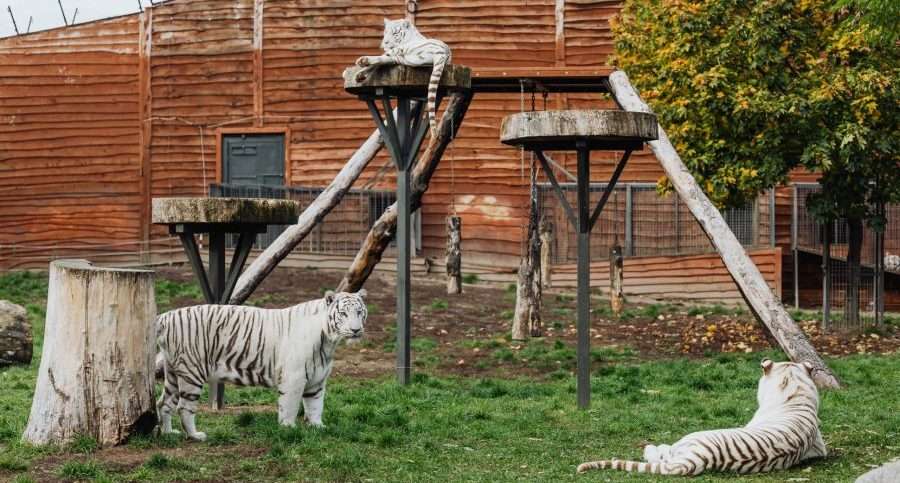 Big cats are not meant to be kept in captivity. Wildlife museums and petting zoos must be properly regulated.