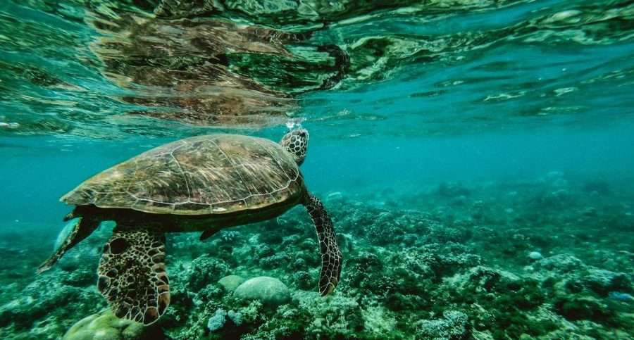 Our oceans are under serious threat from human waste and debris killing marine life.