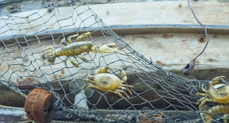 Sentient sea creatures are recognised in several countries. The implications for fishing practices, animal welfare and sustainability are enormous.