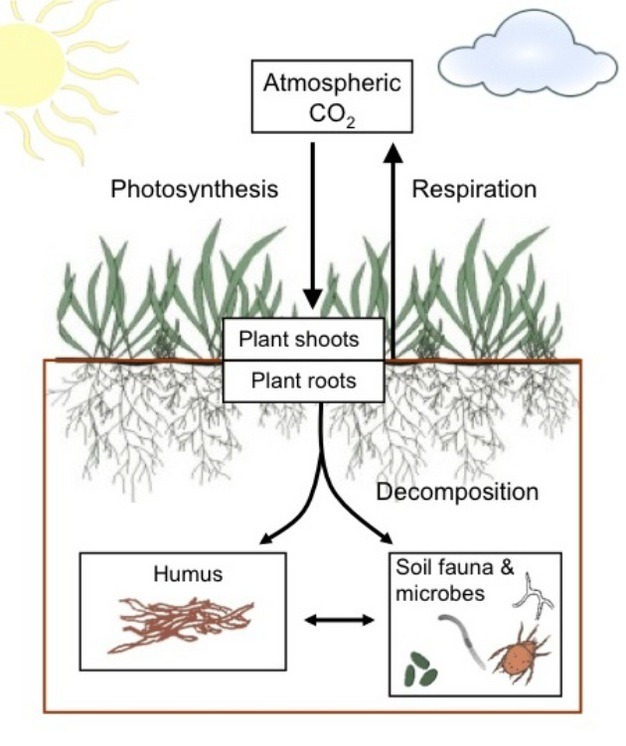 Soil biodiversity mitigates climate change by storing carbon underground