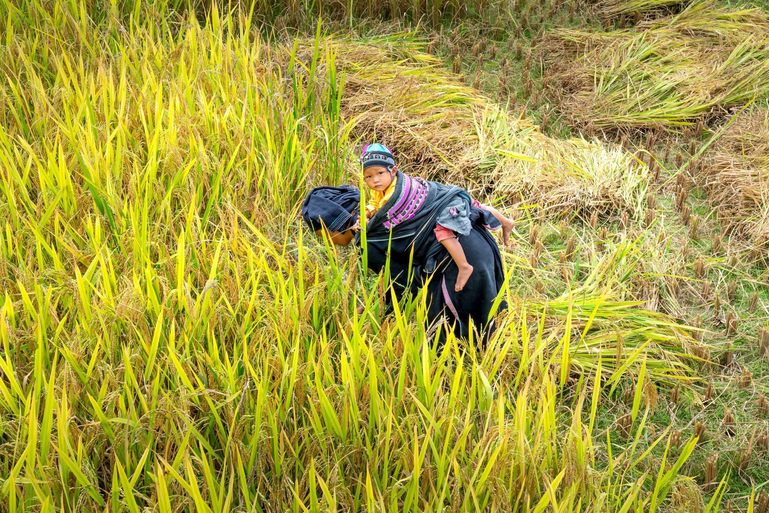 Agriculture is one of the most effective ways to end poverty by targetting smallholdings and impoverished rural communities.
