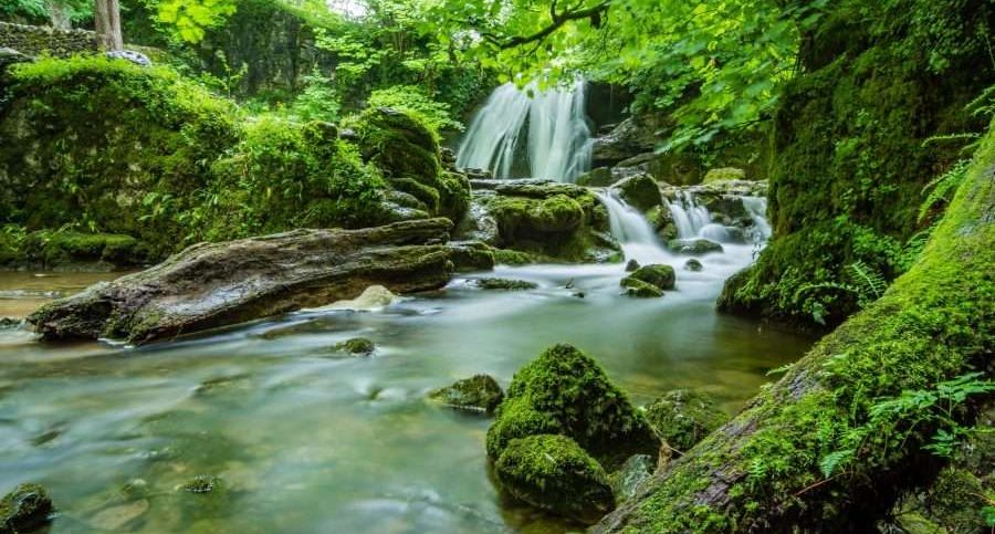 Nature-based solutions may be the key to solving the climate crisis.