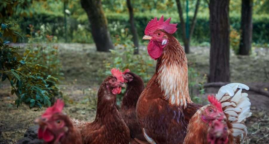 How stricter animal welfare laws benefit everyone.