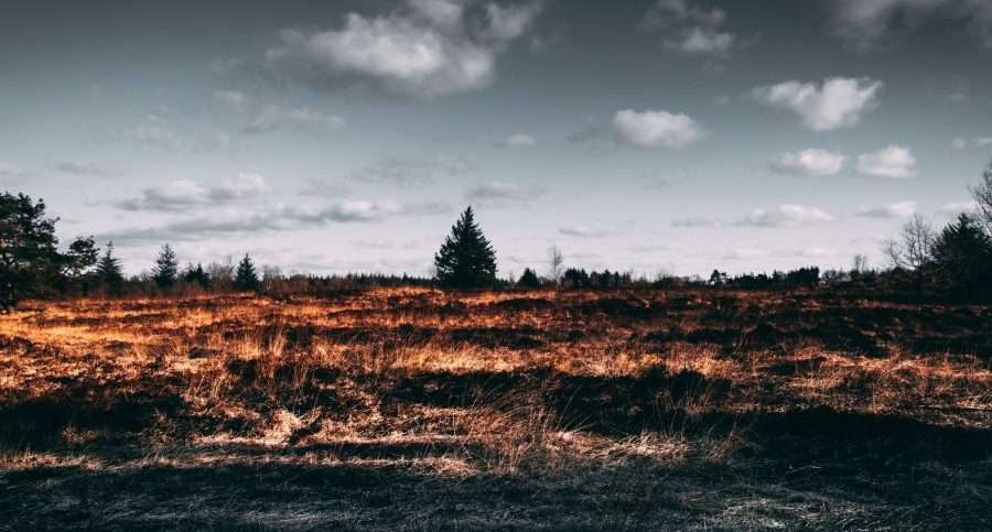 What are the impacts of deforestation on the climate and human wellbeing?