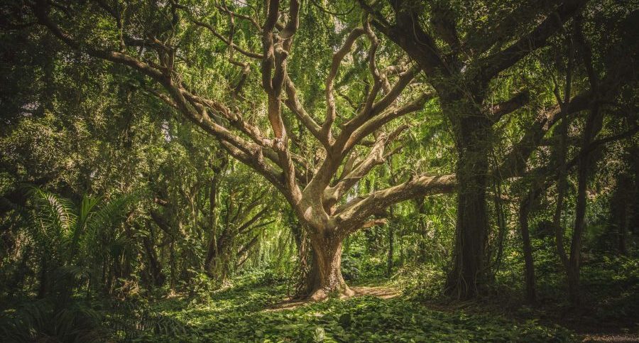 Contact with nature is essential for well-being in all aspects, mental, physical, social, spiritual
