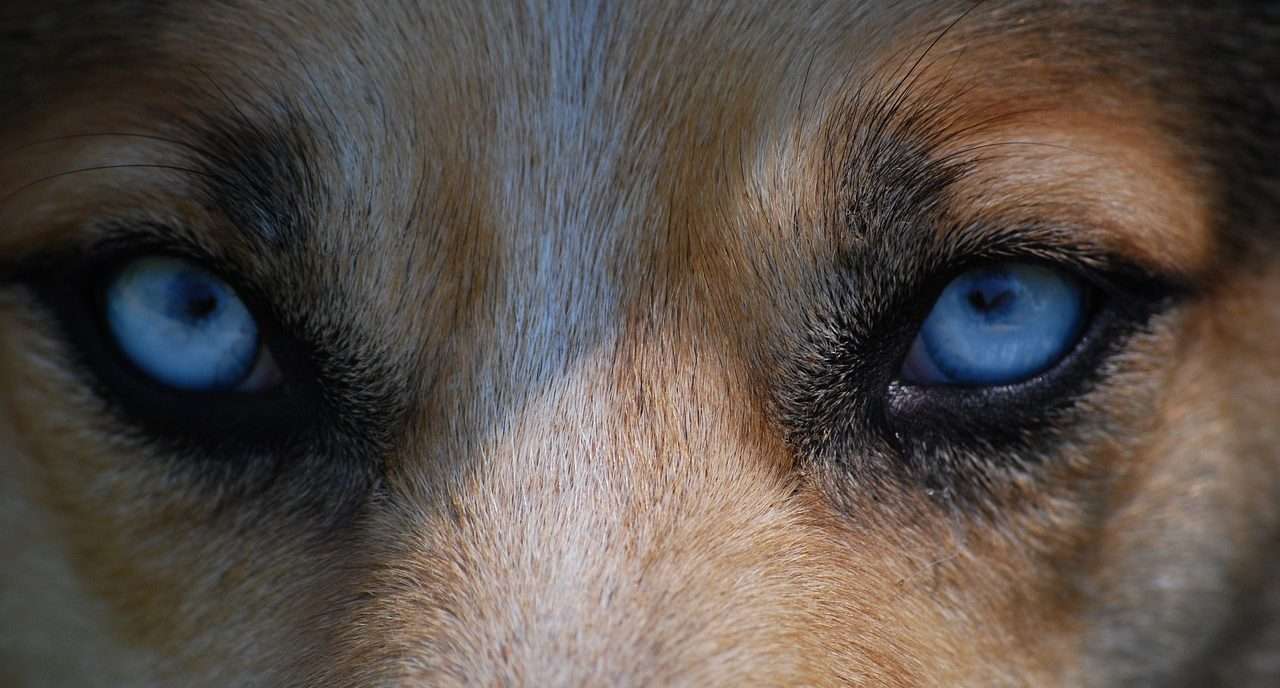 Ecosystem restoration and reintroducing wolves: an interesting topic!
