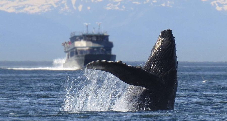 Whaling laws need to be tightened to stop commercial whaling