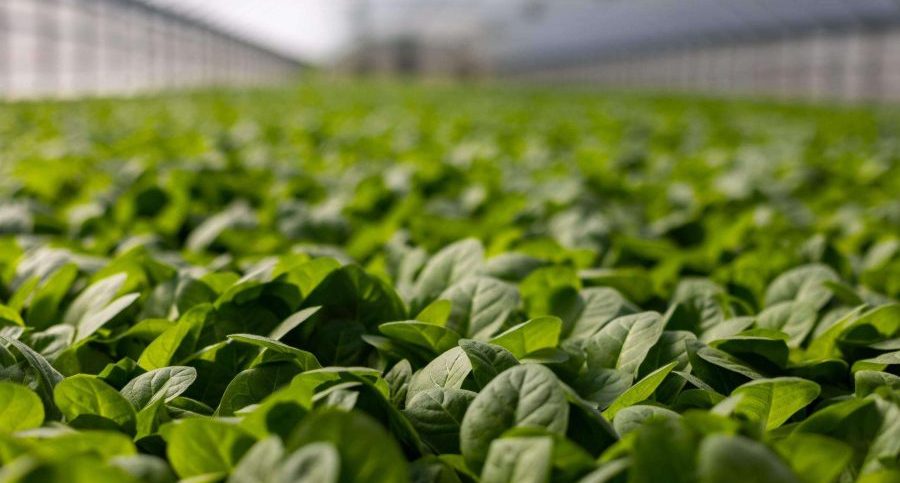 The solution to world hunger: GM crops