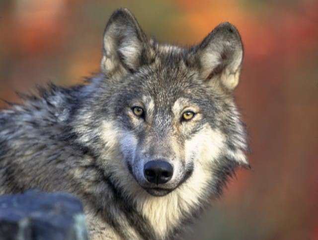 THRIVE explores the dynamics of wolf extinction and reintroducing wolves, analysing political, social, and ecological factors.