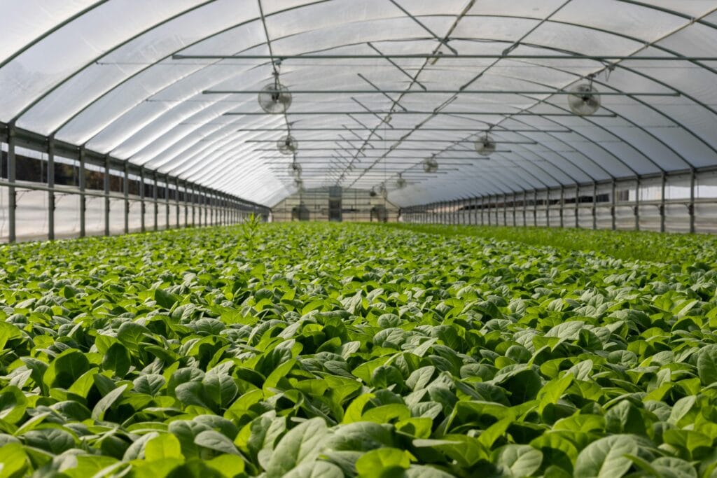 pexels-photo-2886937-2886937 Explore a vibrant indoor greenhouse filled with fresh green plants ready for harvest.