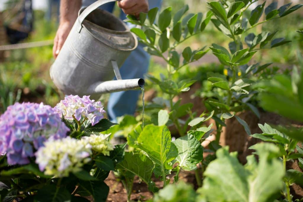 pexels-photo-7658806-7658806 Gardener tending vibrant plants with watering can in sunny Portugal garden.