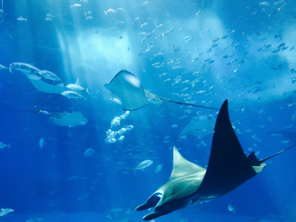 pexels-photo-889929-889929 Stunning underwater image showcasing stingrays gliding gracefully amidst a shoal of fish, illuminated by sunrays.